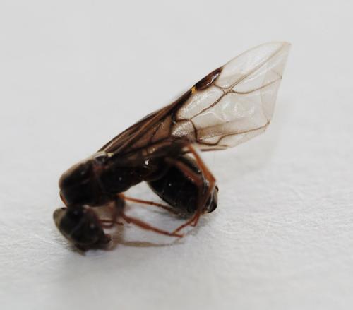Réf. 228 426 : Lasius sp.